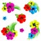 Hawaiian flowers, exotic plants, isolated on a white