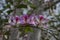 Hawaiian flowers growing on tree limb, Hawaii, USA