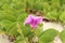 Hawaiian flowers, makalawena beach