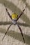 Hawaiian Garden Spider