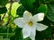 Hawaiian Gardenia, Princeville Botanical Gardens, Kauai, Hawaii, USA