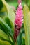 Hawaiian Ginger Stalk