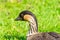 Hawaiian goose - also known as Nene - Branta sandvicensis