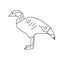 Hawaiian goose bird illustration vector