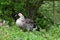 Hawaiian goose branta sandvicensis