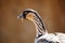 Hawaiian goose Branta sandvicensis