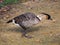 Hawaiian goose Branta Sandvicensis Nene Bird n