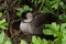 Hawaiian goose nene at the Kilauea Point wildlife refuge on Kauai, Hawaii