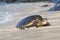 Hawaiian Green Ear Sea turtle portrait in sand and water