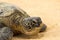 Hawaiian green sea turtle