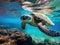 Hawaiian Green Sea Turtle