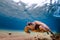 Hawaiian Green Sea Turtle