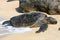 Hawaiian green sea turtle basking in the sun.