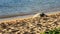 Hawaiian Green Sea Turtle on the Beach in Hawaii