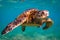 Hawaiian Green Sea Turtle cruising in the warm waters of the Pacific Ocean