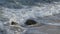 Hawaiian green sea turtle heading into the pacific ocean in Hawaii