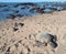 Hawaiian green sea turtle (honu, Chelonia mydas)