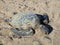 Hawaiian green sea turtle (honu, Chelonia mydas)
