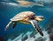 Hawaiian green sea turtle illustration