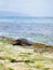 Hawaiian green sea turtle @ Oahu, Hawaii