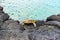 Hawaiian Green Sea Turtle Resting on The Volcanic Shoreline of Wainanalii Lagoon