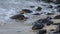 Hawaiian green sea turtles on Ho\\\'okipa Beach in Hawaii