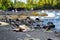 Hawaiian green turtles relaxing at Punaluu Black Sand Beach on the Big Island of Hawaii