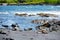 Hawaiian green turtles relaxing at Punaluu Black Sand Beach on the Big Island of Hawaii