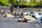 Hawaiian green turtles relaxing at Punaluu Black Sand Beach on the Big Island of Hawaii