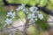 Hawaiian hawthorn Osteomeles anthyllidifolia, with white flowers