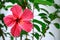 Hawaiian hibiscus flower