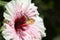 Hawaiian hibiscus flower with a grasshopper