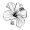 Hawaiian Hibiscus Fragrance Flower or Mallow Rose. Flora and Plant
