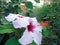 Hawaiian hibiscus growing Portugal