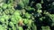 Hawaiian jungle landscape rotating above the woods