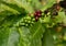 Hawaiian Kona Red coffee beans on tree growing in plantation in