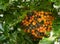 Hawaiian Kona Red coffee beans on tree growing in plantation in