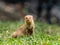 Hawaiian Mongoose