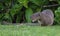 An Hawaiian Mongoose On the Big Island