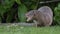 An Hawaiian Mongoose On the Big Island