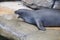 Hawaiian Monk Seal