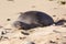 Hawaiian Monk Seal