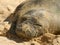 Hawaiian Monk Seal