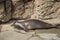 Hawaiian Monk Seal