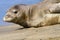 Hawaiian Monk Seal On Beach