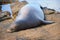 Hawaiian monk seal on beach