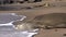 Hawaiian Monk Seal on Beach