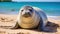 The Hawaiian monk seal is an endangered species of earless seal in the family Phocidae that is endemic