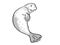 Hawaiian monk seal Endangered Wildlife Cartoon Mono Line Drawing