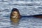 Hawaiian Monk Seal Feeding in Coastal Ridges of Kauai Southern Poi pu Beach Area